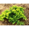 Можжевельник горизонтальный Golden Carpet C7.5