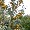 Яблоня Golden Hornet 8/10