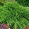 Можжевельник средний Mint Julep 80/100