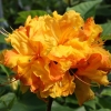 Азалия Sunte Nectarine с15