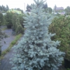 Ель колючая Blue Diamond с15