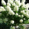 Гортензия Limelight с15 ра 60
