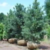 Сосна гибкая Vanderwolfs Pyramid 2,0-2,5 м