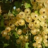Смородина White Hollander с5