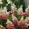Гортензия Pinky Winky Pa 3xv 6/8