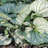 Бруннера крупнолистная Jack Frost c5