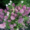 Гортензия Sundae Fraise c7.5