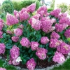 Гортензия Sundae Fraise c10