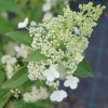 Гортензия Kyushu с12