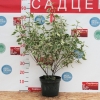 Дерен Элегантиссима c5