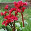 Бадан сердцелистный Red Beauty с3