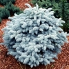 Ель колючая Glauca c7.5