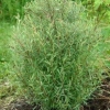 Ива пурпурная Usni с7.5