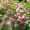 Вейгела Rosea с15