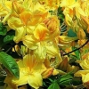 Азалия Golden Sunset с5