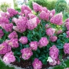 Гортензия Sundae Fraise 100/125