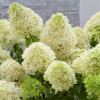 Гортензия Grandiflora с10