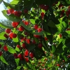 Жимолость татарская Rosea с12
