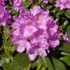 Рододендрон catawbiense Grandiflorum c7.5