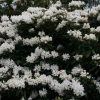 Рододендрон Cunningham White