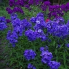 Флокс Blue Paradise с5