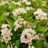 Пузыреплодник калинолистный Little Greeny c7.5