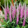 Вероника колосковая Pink Damask с3