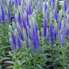 Вероника колосковая Ulster Dwarf Blue с5