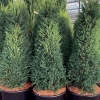 Можжевельник Hibernica с7.5