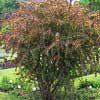 Барбарис Тунберга Atropurpurea с7.5