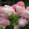 Гортензия Vanille Fraise с10