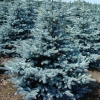 Ель колючая Balaton Sol 300/350