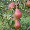 Груша Ника 5/6 лет