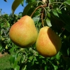 Груша Кафедральная 6/7 лет