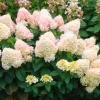 Гортензия Magical Sweet Summer с12
