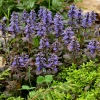 Живучка Atropurpurea с5