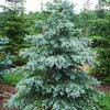 Ель колючая Glauca 250/275