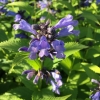 Котовник полусидячий Blue Dreams с5