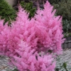 Астильба Аrendsii Gloria Purpurea с5