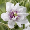 Герань луговая Double Jewel с5