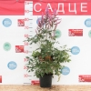 Астильба японская Therese с3