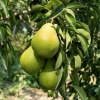 Груша Бессемянка 5/6 лет