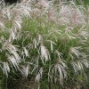 Мискантус китайский Yakushima Dwarf с2