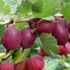 Крыжовник Hinnonmaki Red с5
