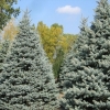 Ель колючая 100/125