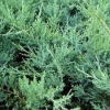 Можжевельник средний Pfitzeriana Glauca С40