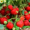 Земляника Ostara с5