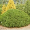 Туя западная Umbraculiferaра