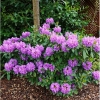 Рододендрон catawbiense Grandiflorum c5