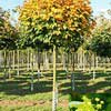 Клен остролистный Globosum C70 12/14